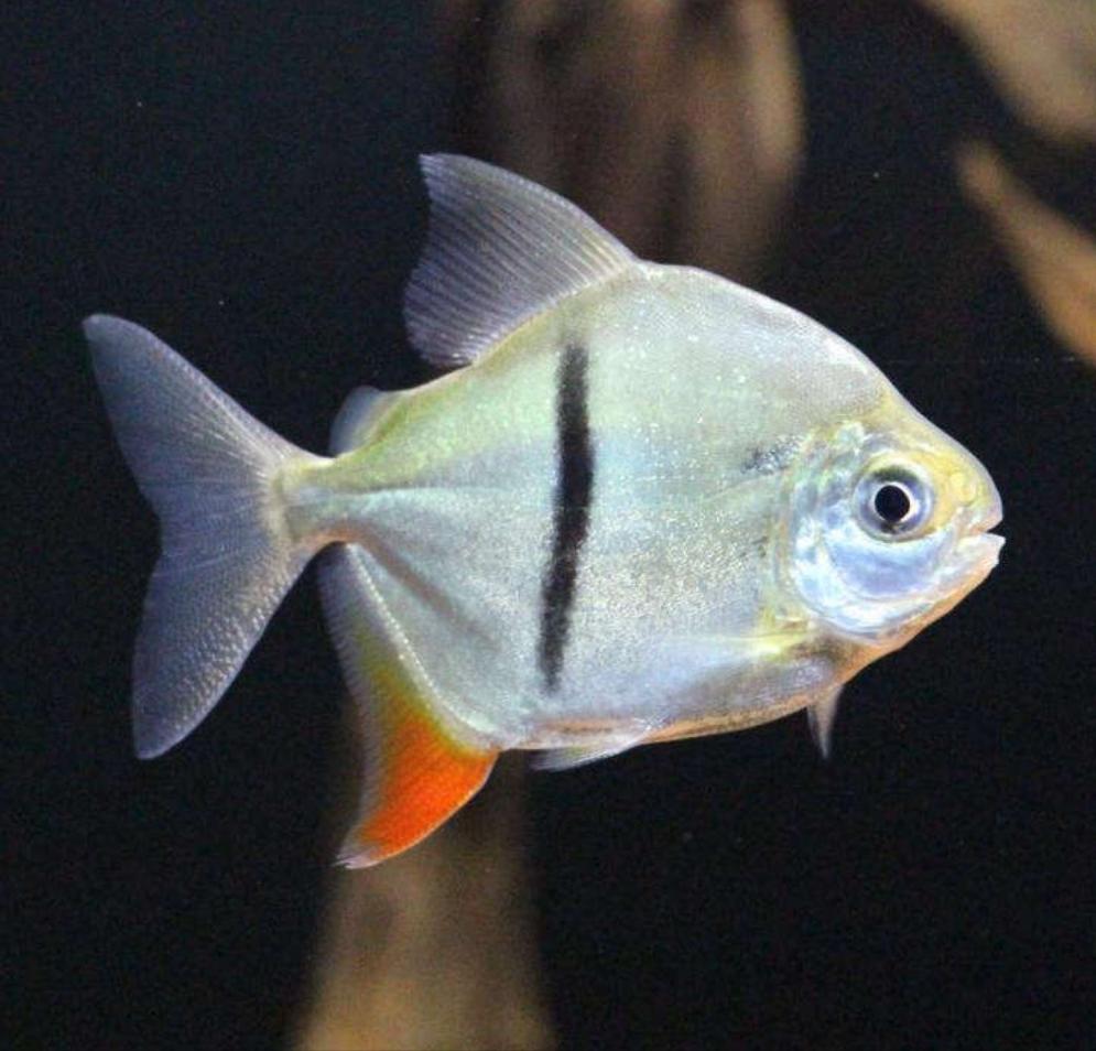 Thin Bar Silver Dollar (Myleus schomburgkii)