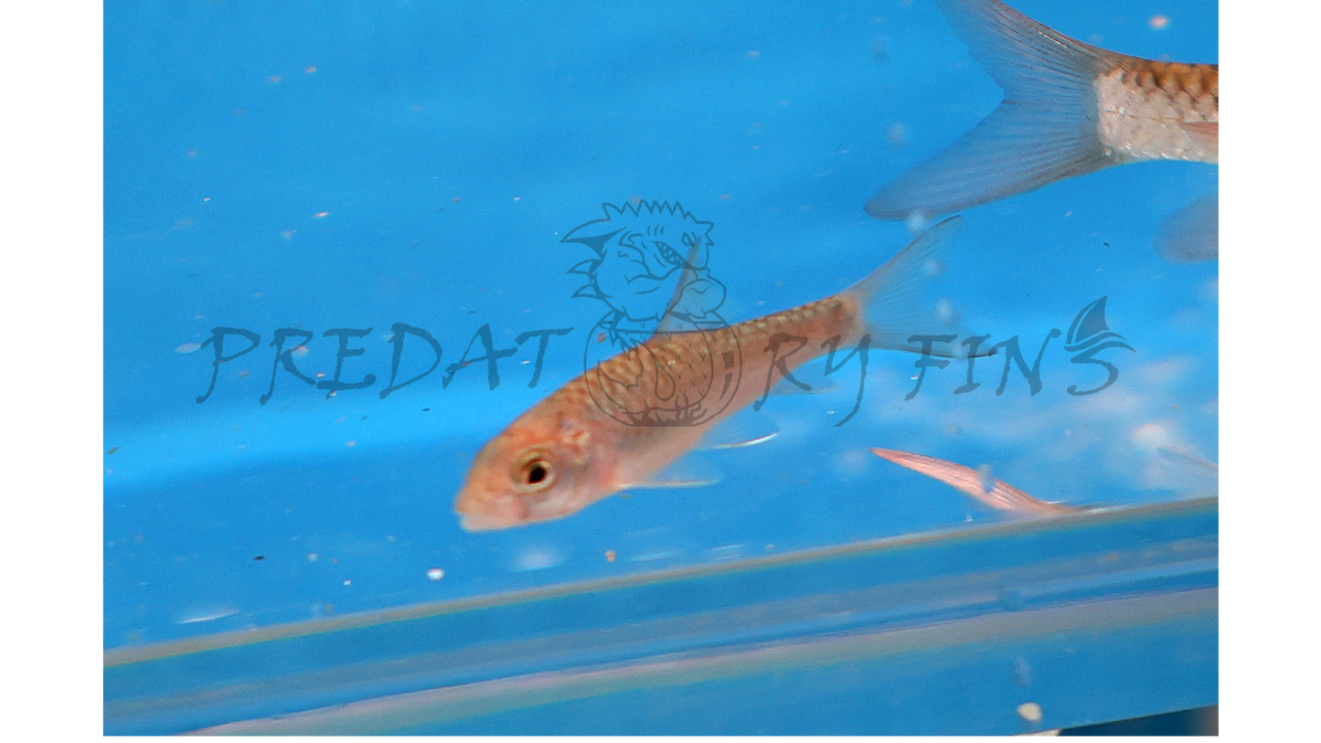 Red Mahseer (Tor sinensis)