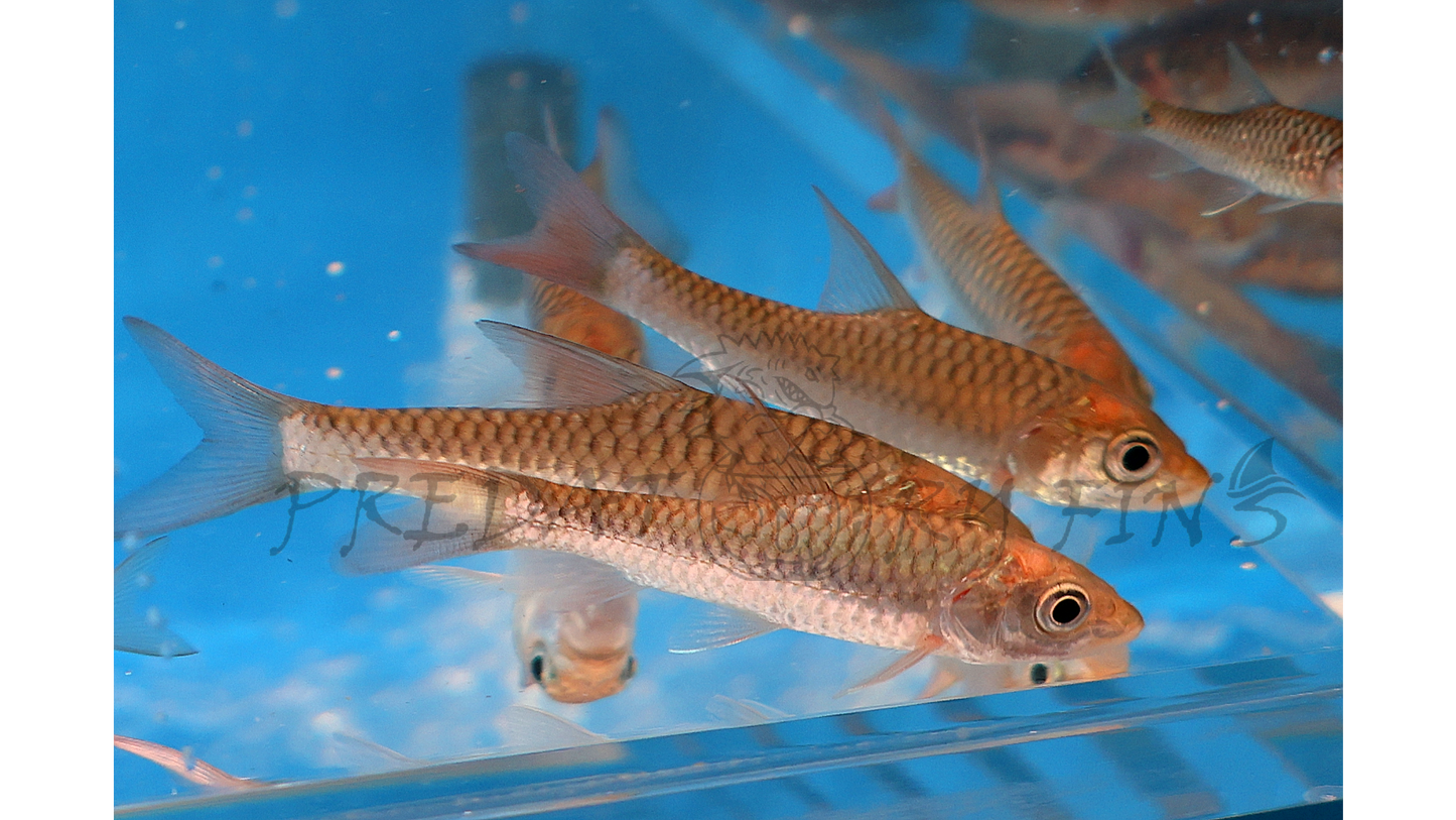 Red-tailed Golden Mahseer (Tor yingjiangensis)