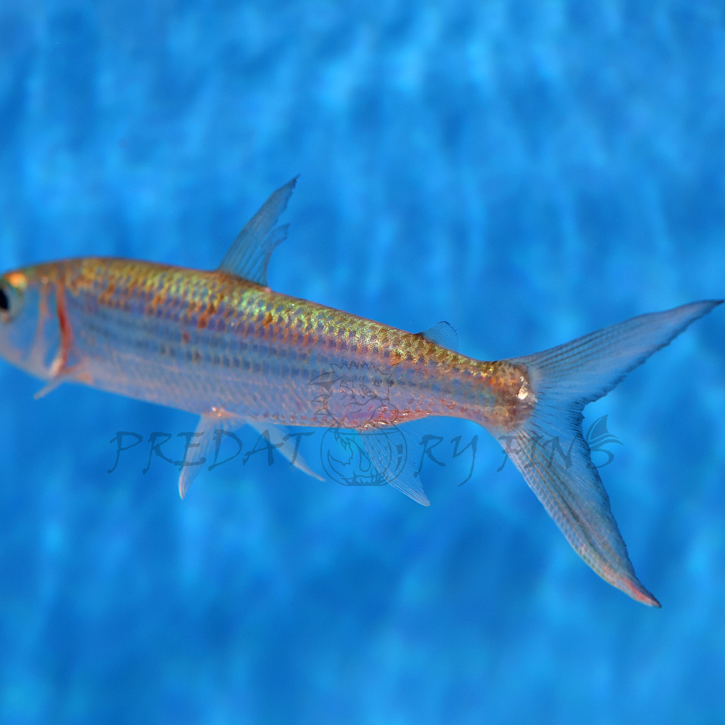 Vittatus African Tiger Fish (Hydrocynus vittatus)