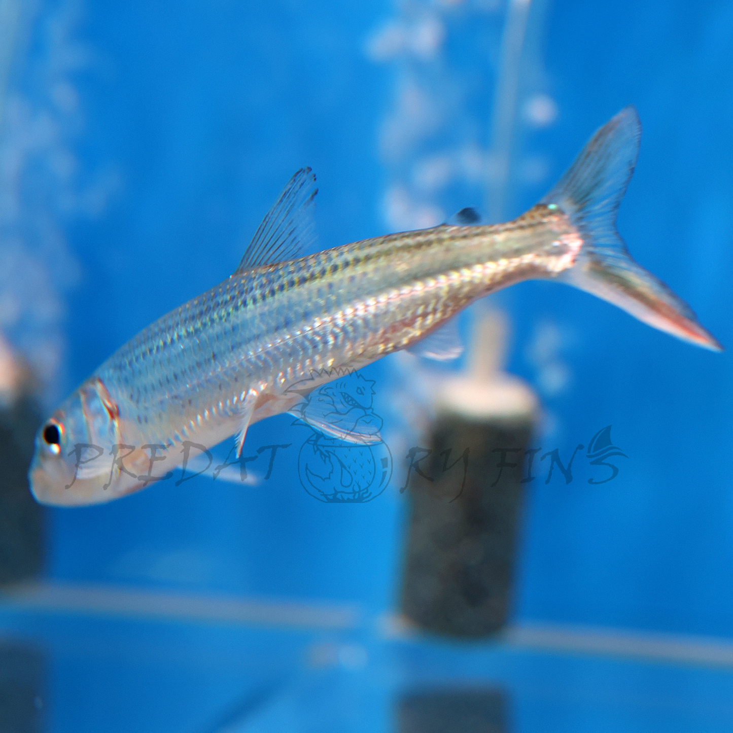 Vittatus African Tiger Fish (Hydrocynus vittatus)