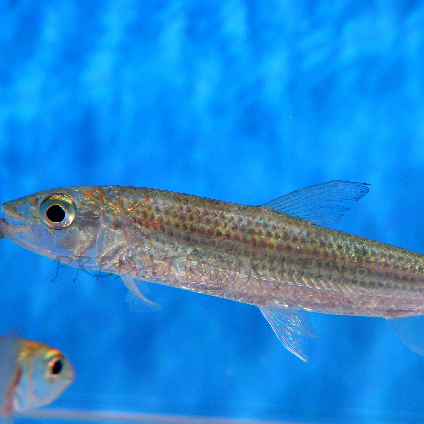 Vittatus African Tiger Fish (Hydrocynus vittatus)