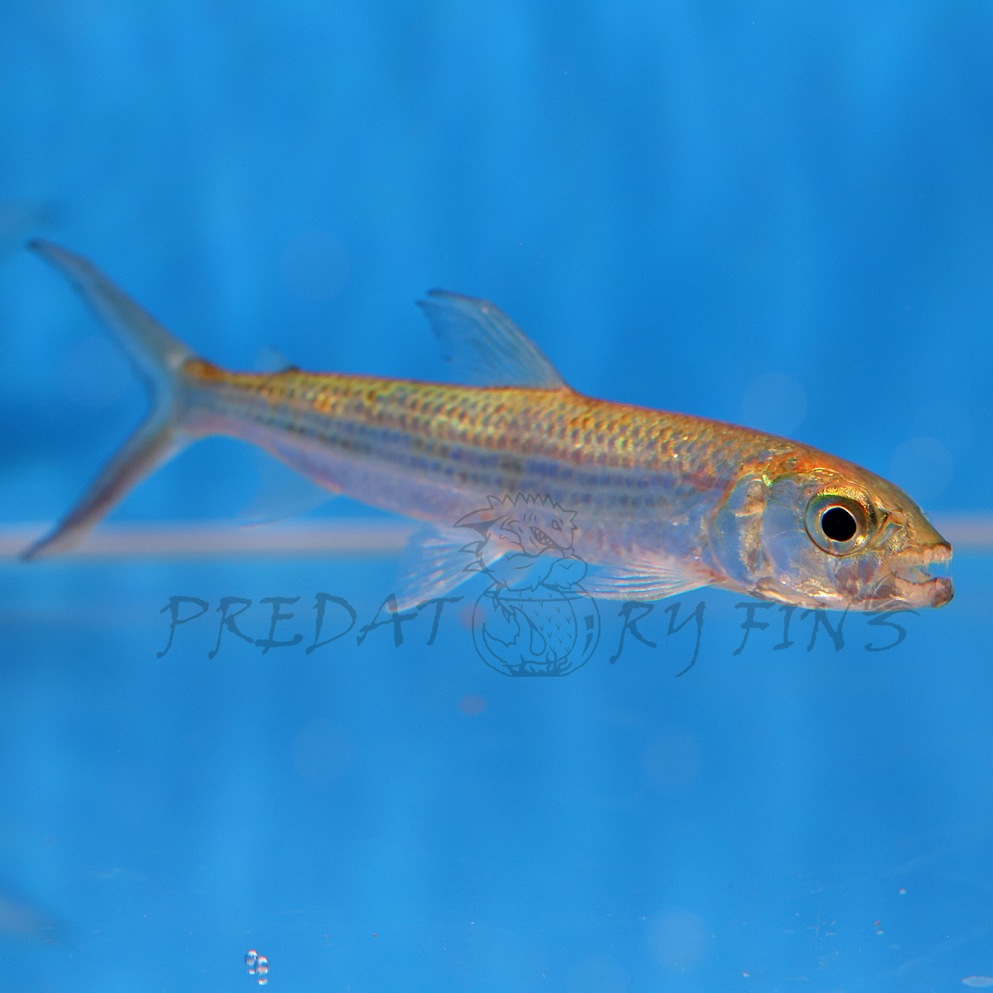 Vittatus African Tiger Fish (Hydrocynus vittatus)