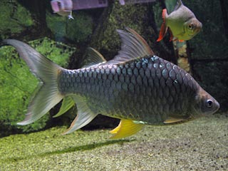 Lemon Fin Barb (Hypsibarbus wetmorei)