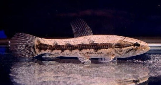 Black Wolf Fish (Hoplias curupira)