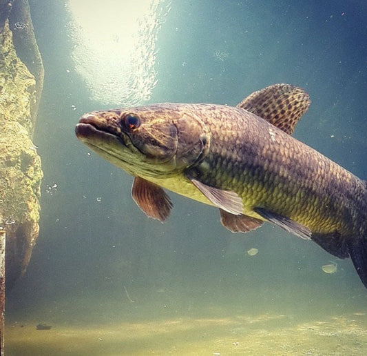 Aimara Wolf Fish (Hoplias aimara)