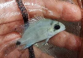 Silver Cichlid (Vieja argentea)