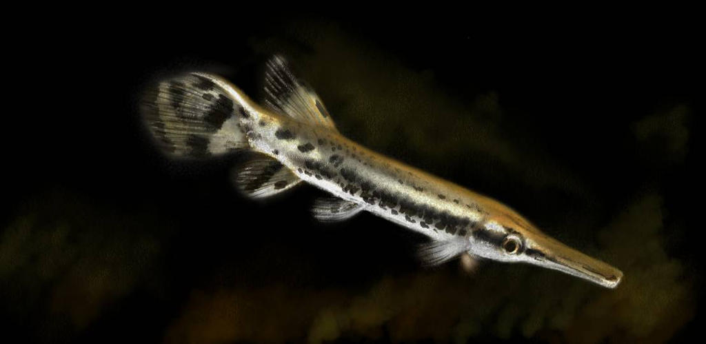 Alligator Gar (Atractosteus spatula)