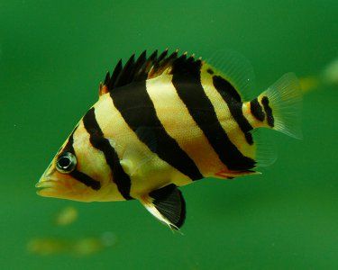 Siamese Tiger Fish (Datnioides pulcher)