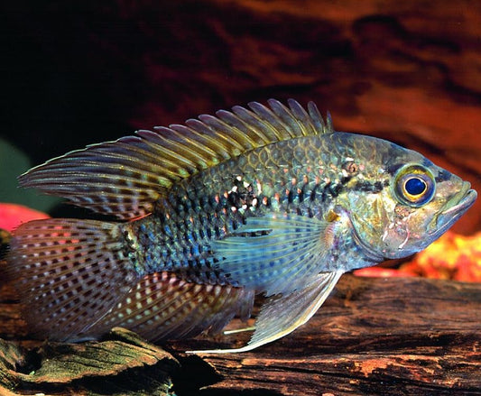Bigeye Cichlid (Acaronia nassa)