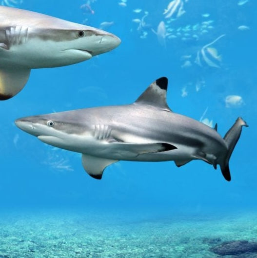 Blacktip Reef Shark (Carcharhinus melanopterus)