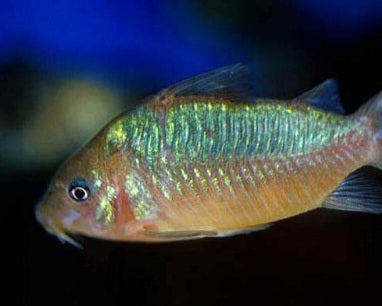 CW005 Pantanel Cory Catfish (Corydoras pantanalensis)