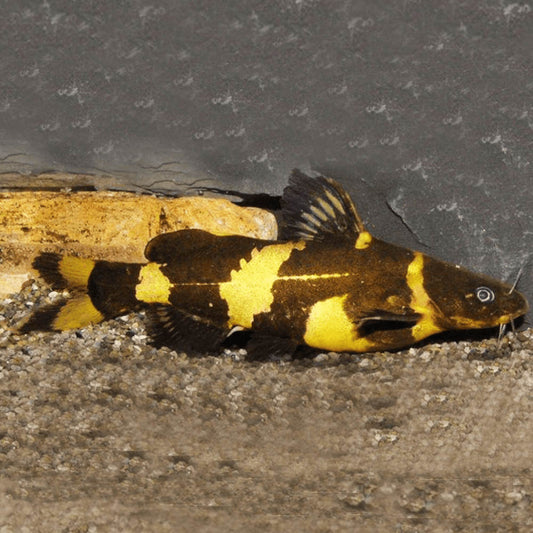 Asian Bumblebee Catfish
(Pseudomystus siamensis)