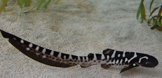 Zebra Shark (Stegostoma fasciatum)