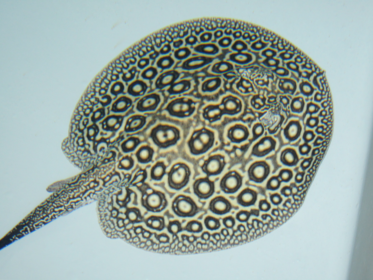 Pearl Freshwater Stingray (Potamotrygon jabuti)