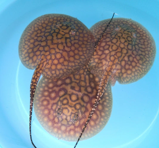 Super Spot Designer Hybrid Freshwater Stingray (Potamotrygon sp)