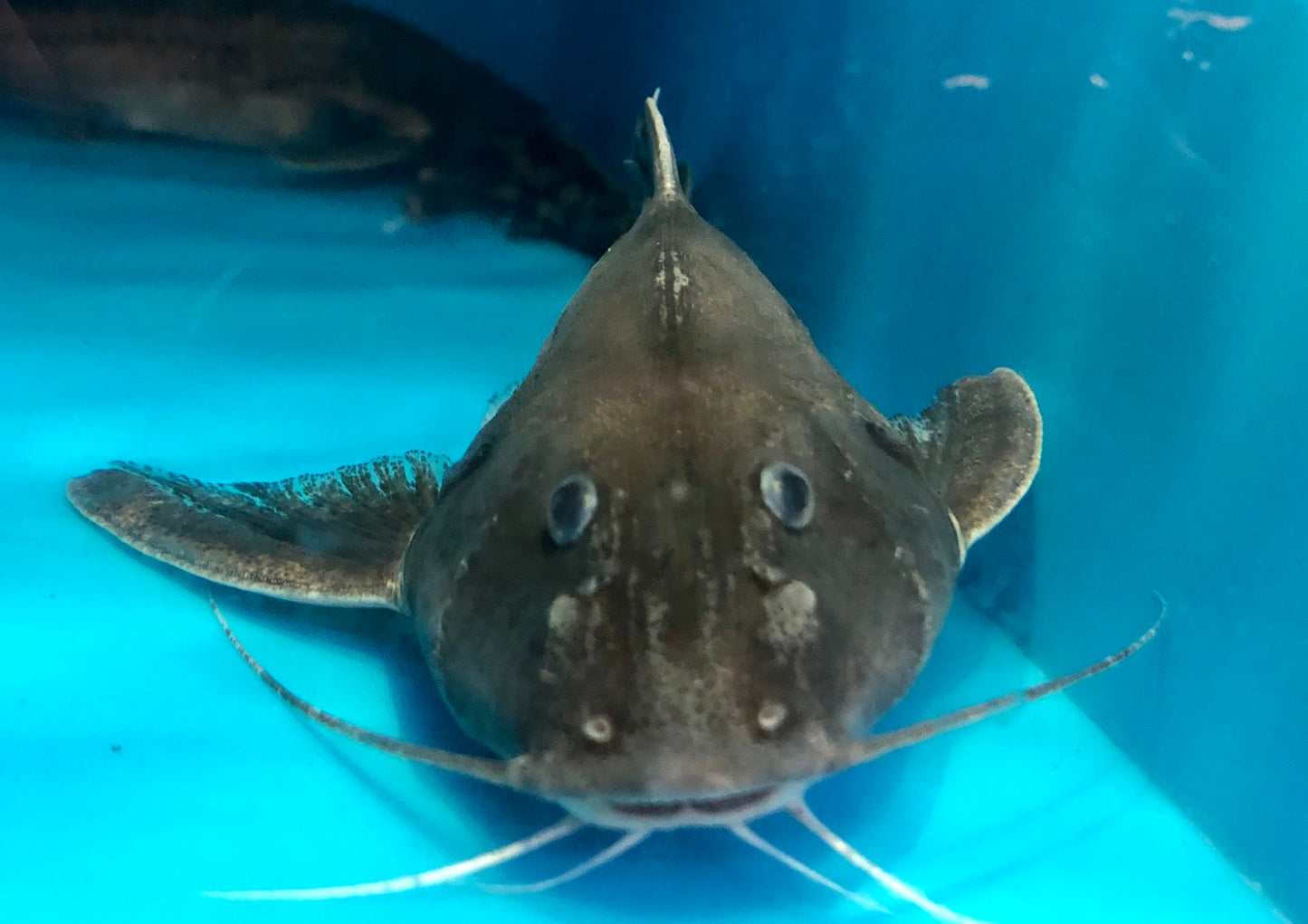 Silver Centrodoras Catfish (Centrodoras brachiatus)