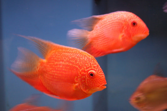 Super Red Severum (Heros severus)