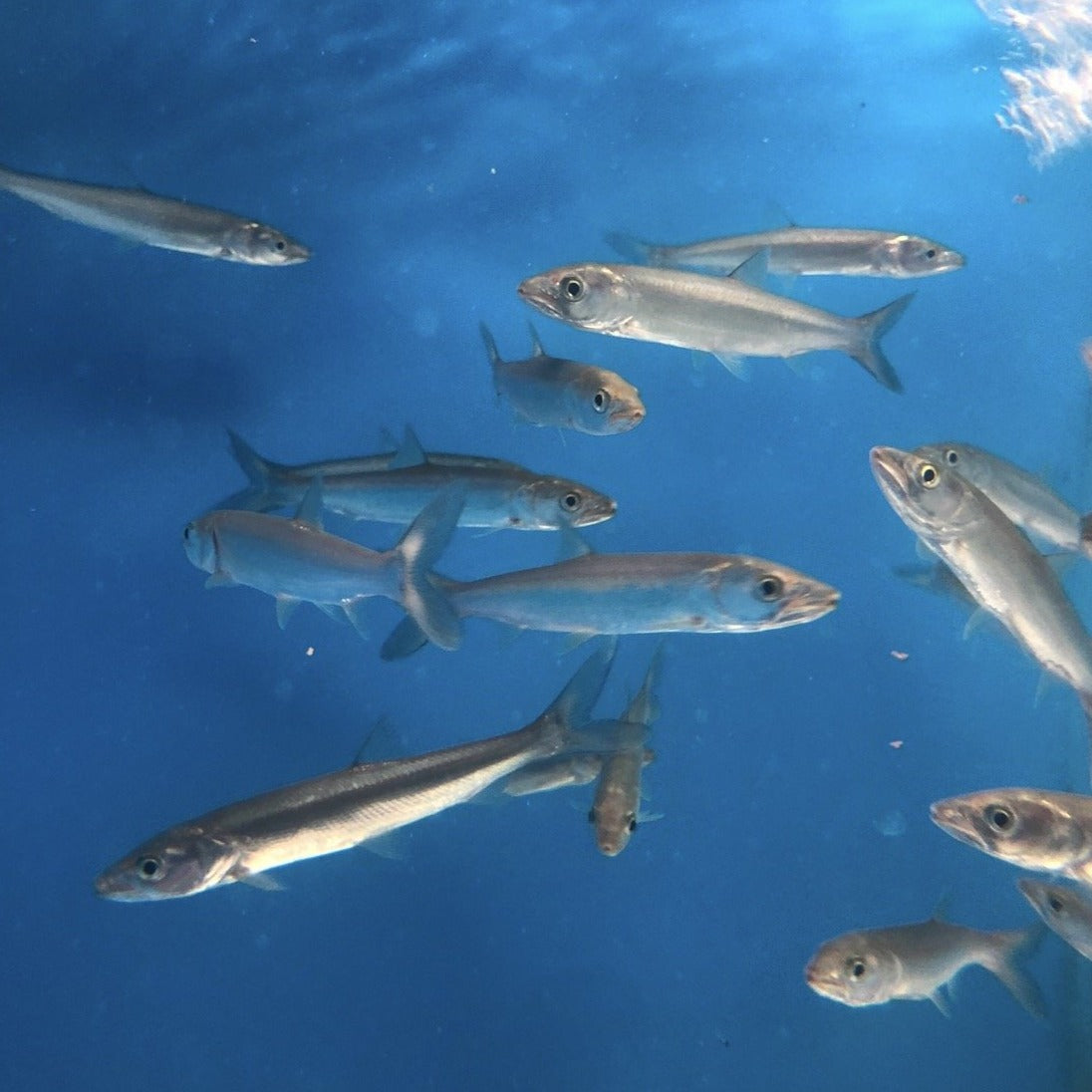 Yellowcheek Bambusa (Elopichthys bambusa)