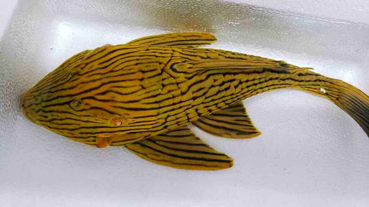 L027 Tocantins Gold Line Royal Pleco (Panaque armbrusteri)