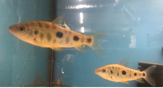 Spotted Leporinus (Leporinus octomaculatus)