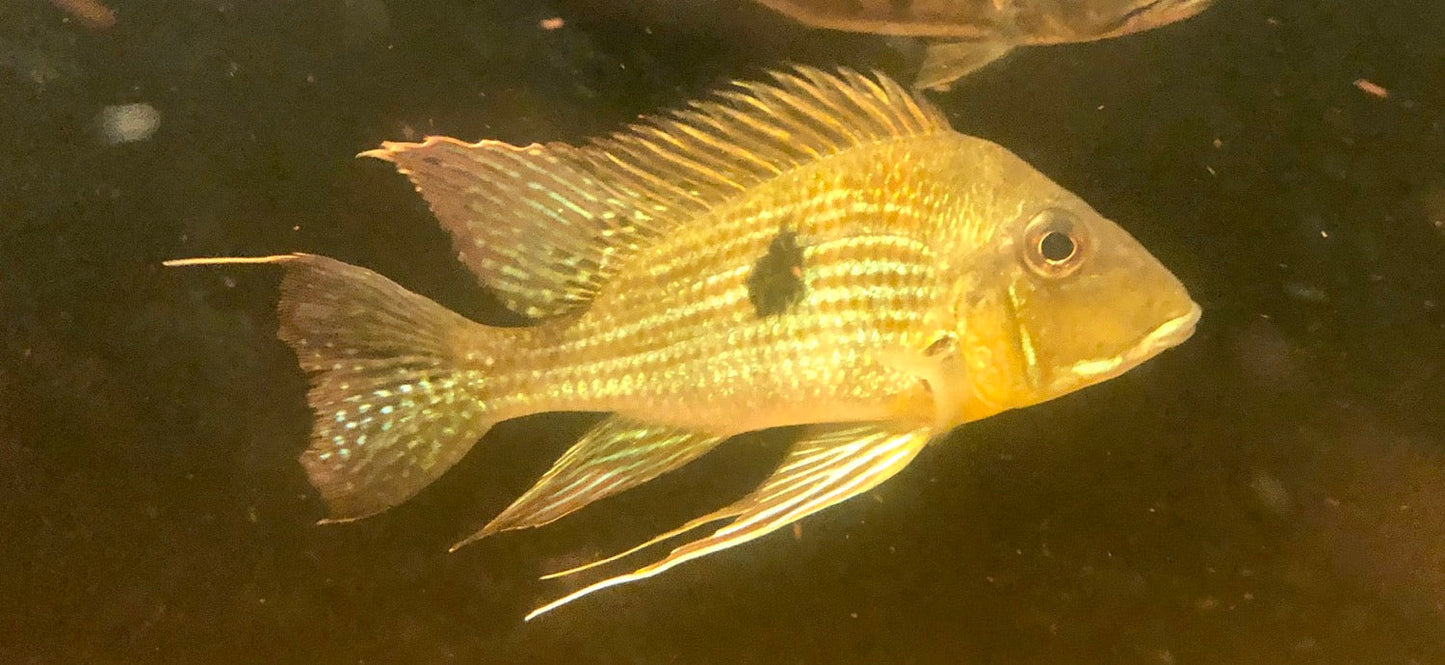 Red Striped Eartheater Cichlid (Geophagus surinamensis)
