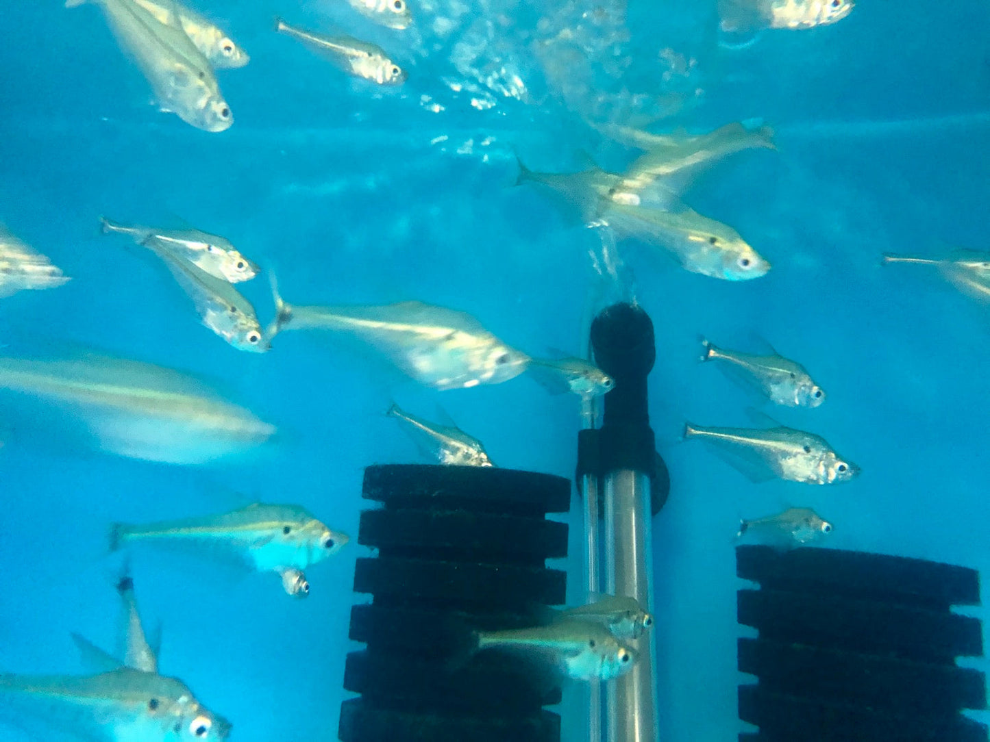 Glass Headstander (Charax gibbosus)