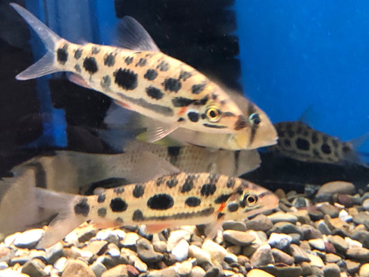 Strawberry Leporinus (Leporinus granti)