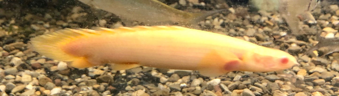 Albino Senegal Bichir (Polypterus senegalus)