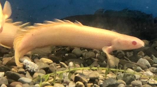Albino Senegal Bichir (Polypterus senegalus)