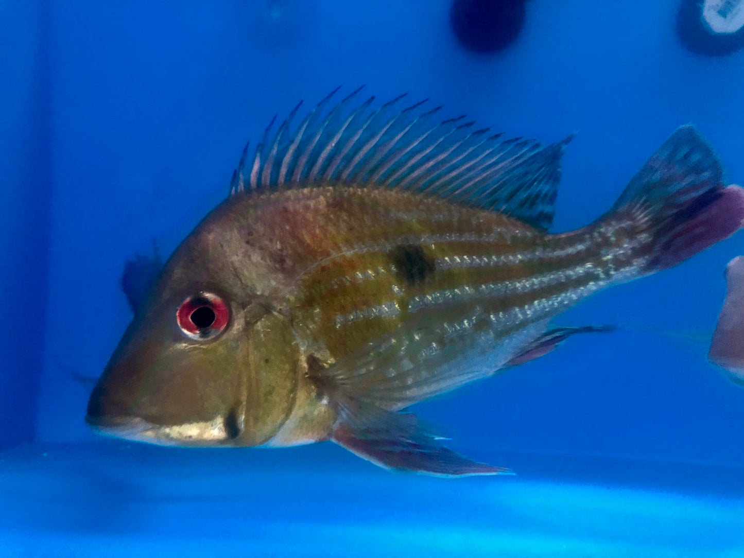 Red Striped Eartheater Cichlid (Geophagus surinamensis)