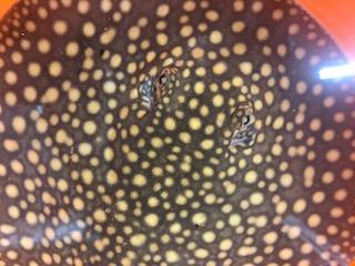 Falkneri Stingray (Potamotrygon falkneri)