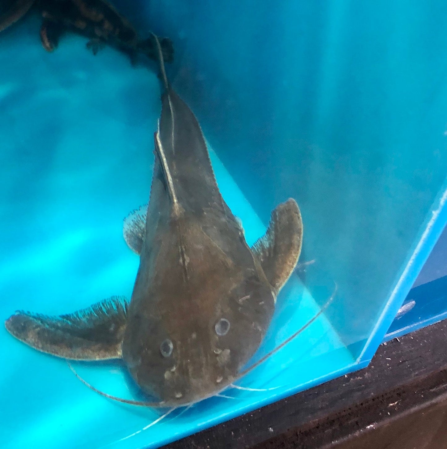 Silver Centrodoras Catfish (Centrodoras brachiatus)