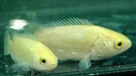 Golden Climbing Perch (Anabas testudineus)