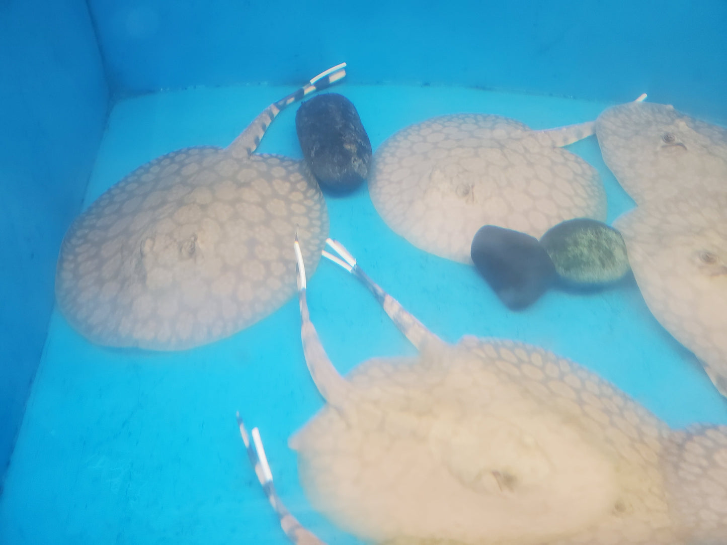 Flower Stingray (Potamotrygon schroederi)