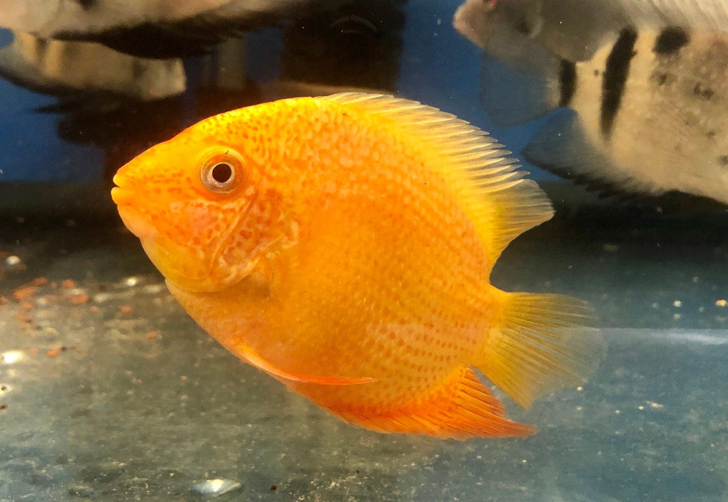 Gold Severum (Heros severus)