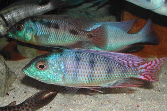 Ericotaenia Hap Cichlid (Mylochromis ericotaenia)