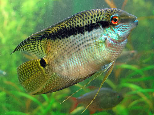 Festivum Cichlid (Mesonauta guyanae)