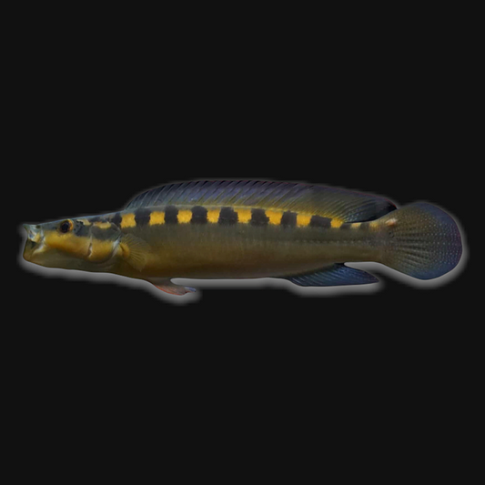 Flamengo Pike Cichlid (Crenicichla acutirostris)