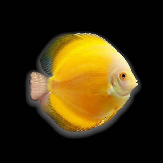Golden Sunrise Discus (Symphysodon aequifasciatus)