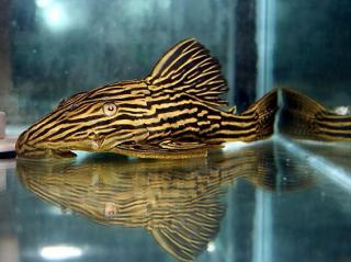 L027 Araguaia Gold Line Royal Pleco (Panaque armbrusteri)
