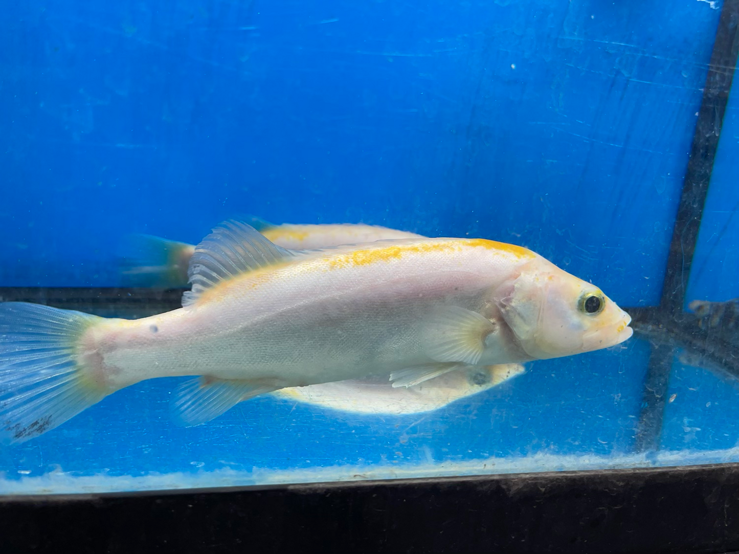 Golden / White Mandarin Perch (Siniperca scherzeri)