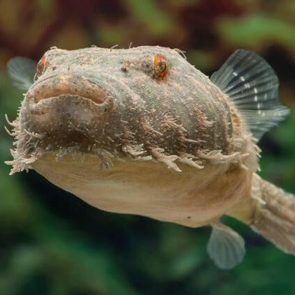 Hairy Puffer (Pao baileyi)