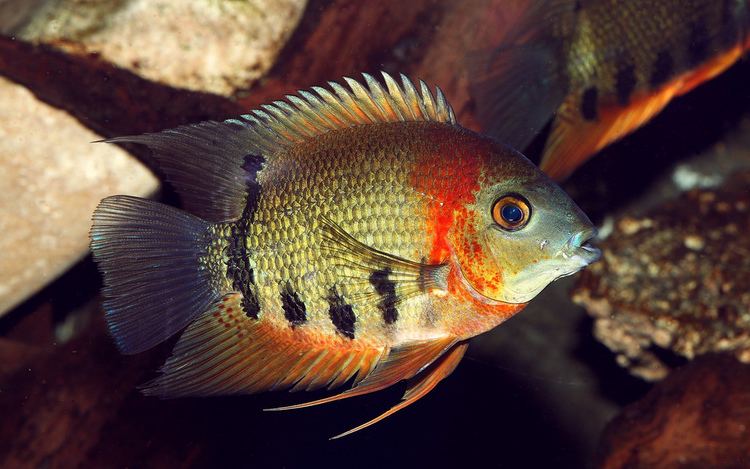 Red Shoulder Green Severum (Heros efasciatus)