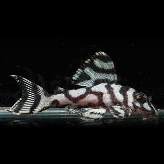 L236 SW Super White Pleco (Hypancistrus sp)