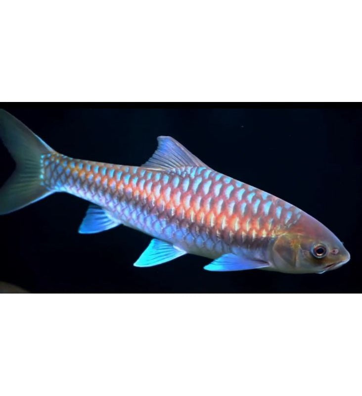 Thai Blue Mahseer (Neolissochilus stracheyi)