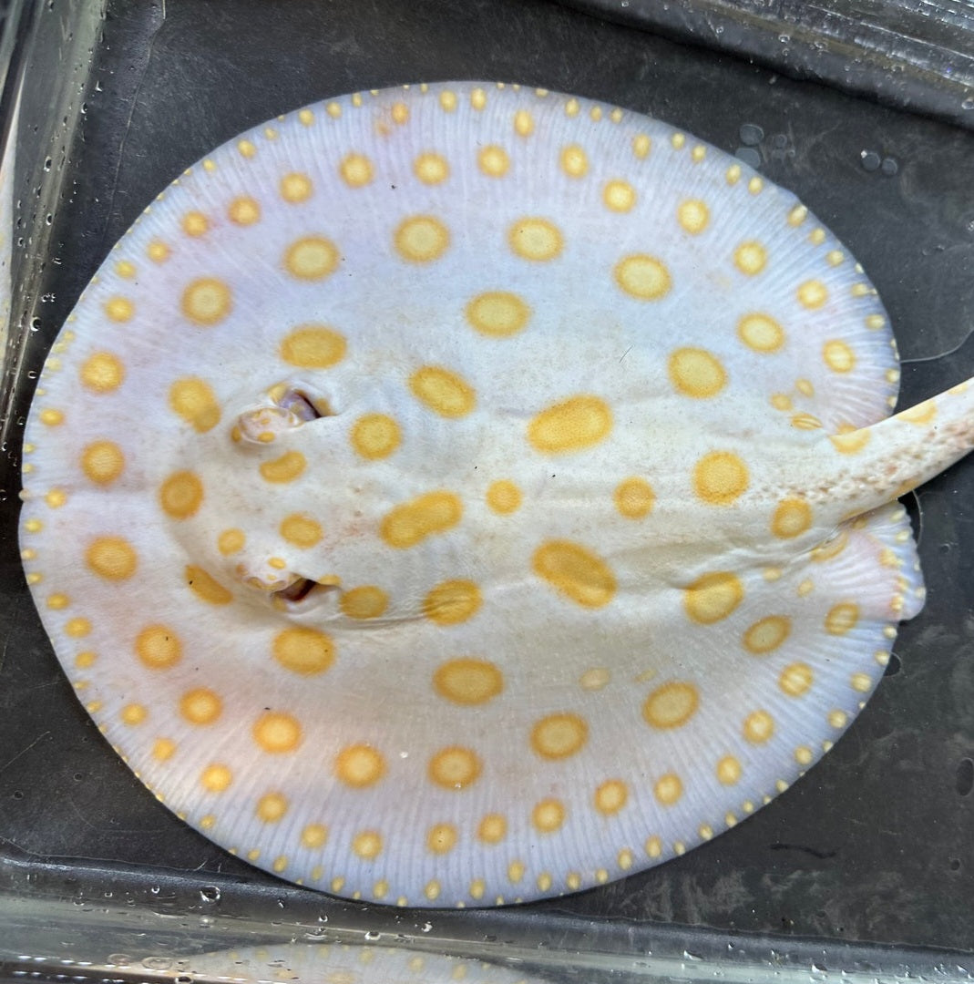 Albino Black Diamond Stingray (Potamotrygon leopoldi)