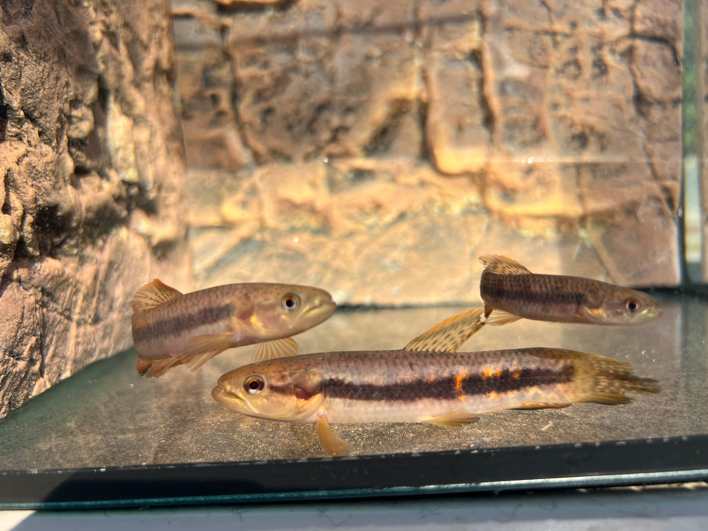 Red Rainbow Wolf Fish (Erythrinus erythrinus)