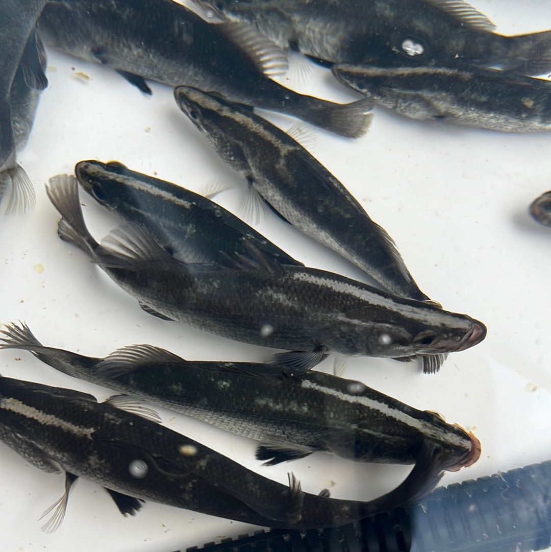 Barramundi (Lates calcarifer)