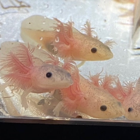 Freckled Leucistic Lucy Axolotl (Ambystoma mexicanum)